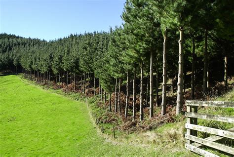 Hegang Wuchang Forestry Farm: En vacker skogsflykt med historiska lämningar!