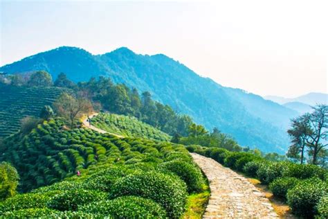 Den mystiska Wuding Longjing-teplantagen – ett grönt paradis för alla sinnen!